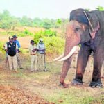 Heggadadevankote H.D. Kote Mysuru Tiger Searching Elephant