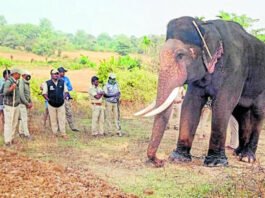 Heggadadevankote H.D. Kote Mysuru Tiger Searching Elephant