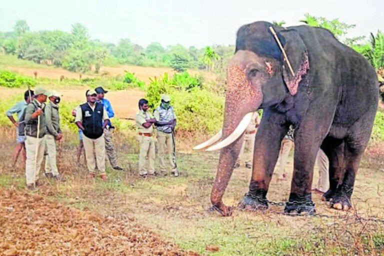 Heggadadevankote H.D. Kote Mysuru Tiger Searching Elephant