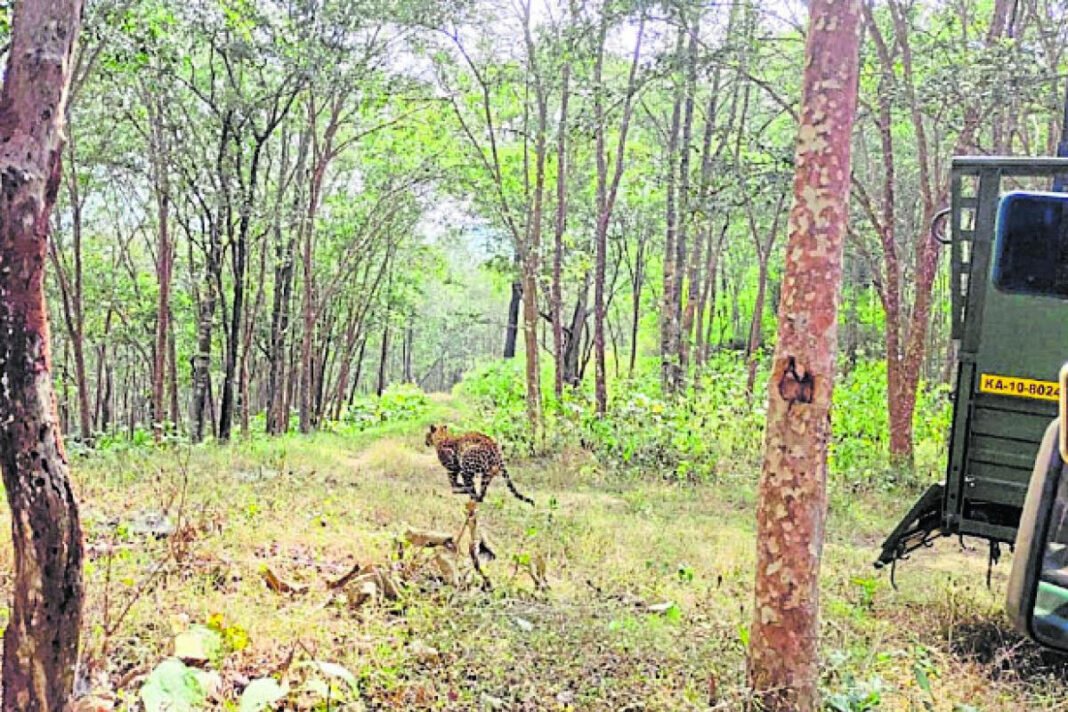 BRT Tiger Reserve Chamarajanagara Leopard Rescue