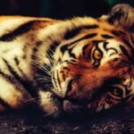 Wounded Dead Tiger Found at Gundre Range Bandipur Tiger Reserve