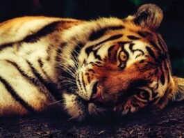 Wounded Dead Tiger Found at Gundre Range Bandipur Tiger Reserve