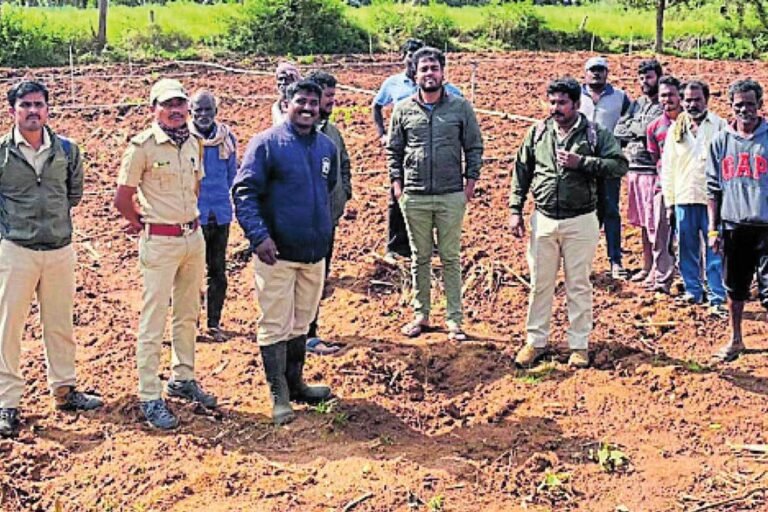 Mysore Mysuru Tiger Footprint