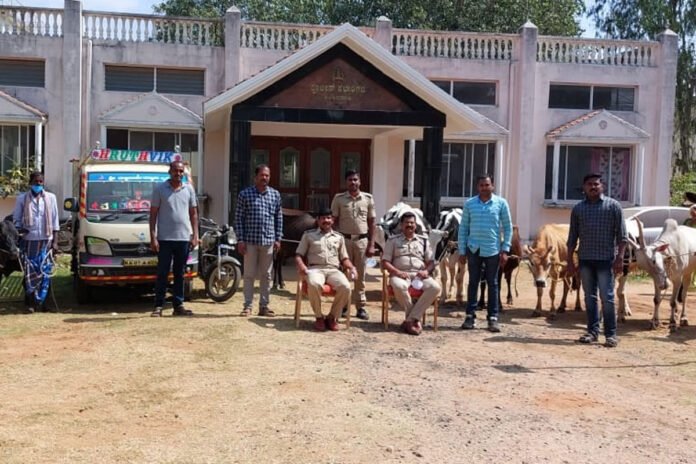 Mysore Mysuru Nanjangud Cow Theft Case Police