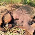 Nanjangud Mysore Mysuru Elephant Death