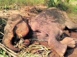 Nanjangud Mysore Mysuru Elephant Death