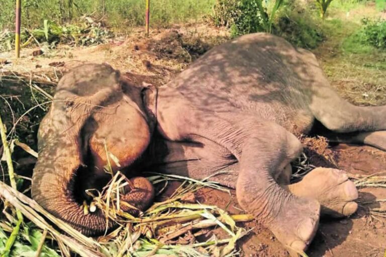 Nanjangud Mysore Mysuru Elephant Death