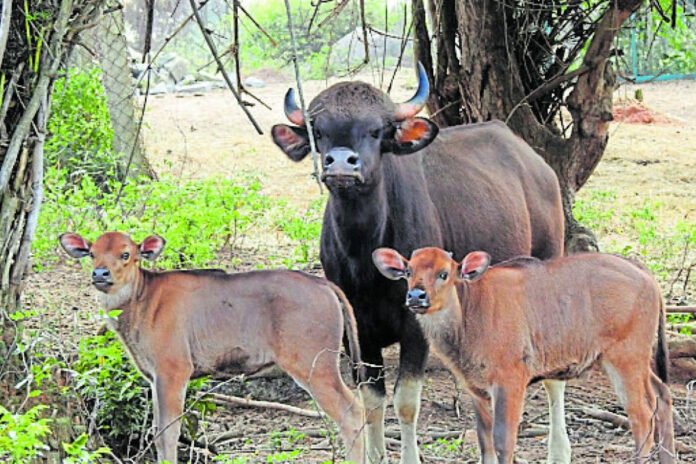Bannerghatta Biological Park Gaur Birth