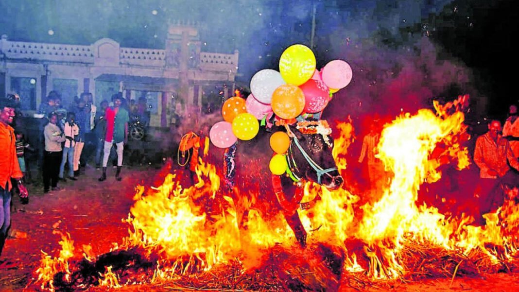 Chikkabllapur District Makara Sankranti Celebration