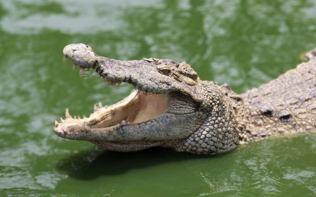 Karnataka State's First Crocodile Park Dandeli