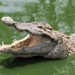 Karnataka State's First Crocodile Park Dandeli