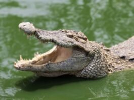 Karnataka State's First Crocodile Park Dandeli