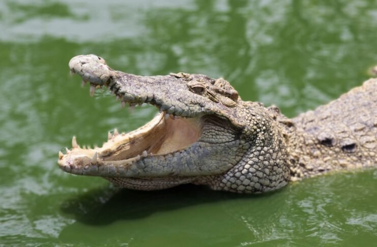 Karnataka State's First Crocodile Park Dandeli