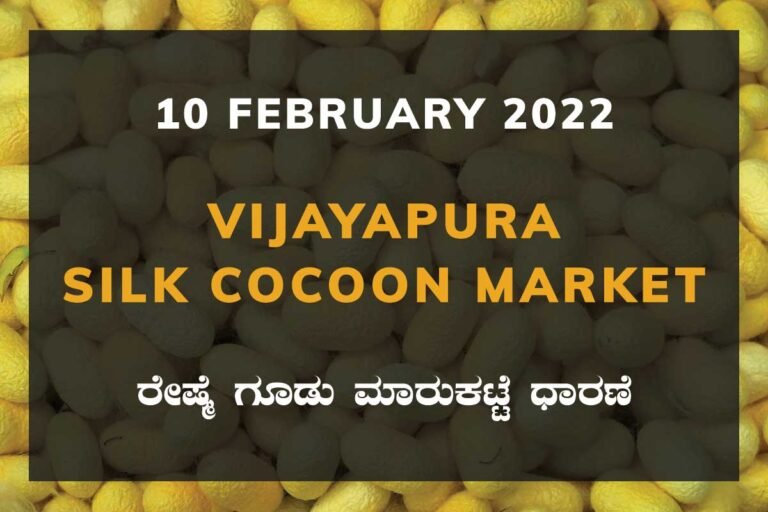 Vijayapura Silk Cocoon Market Price Rate