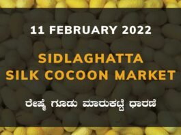 Sidlaghatta Silk Cocoon Market