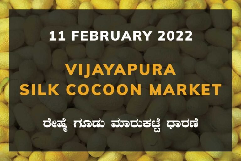 Vijayapura Silk Cocoon Market