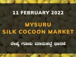Mysore Silk Cocoon Market