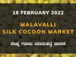 Malavalli Silk Cocoon Market Price Rate