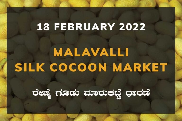 Malavalli Silk Cocoon Market Price Rate
