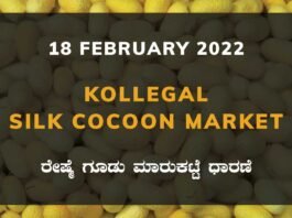 Kollegal Silk Cocoon Market Price Rate