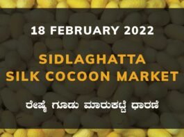 Sidlaghatta Silk Cocoon Market Price Rate