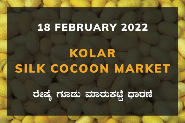 Kolar Silk Cocoon Market Price Rate