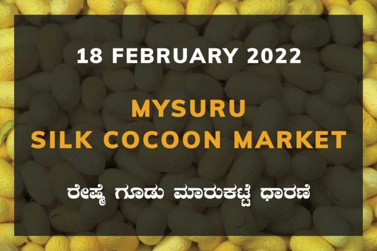 Mysuru Silk Cocoon Market Price Rate