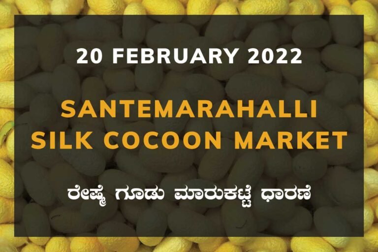 Santemarahalli SM Halli Silk Cocoon Market Price Rate