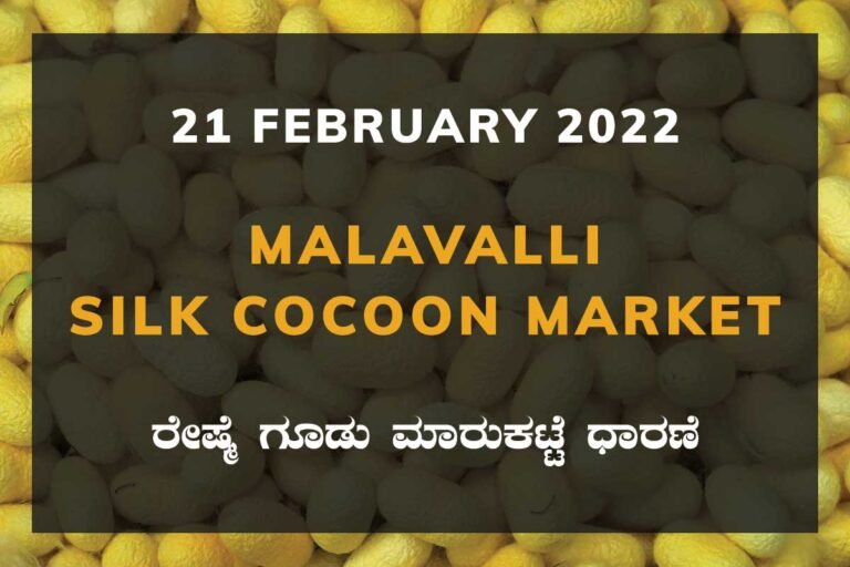 Malavalli Silk Cocoon Market Price Rate
