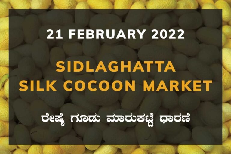 Sidlaghatta Silk Cocoon Market Price Rate