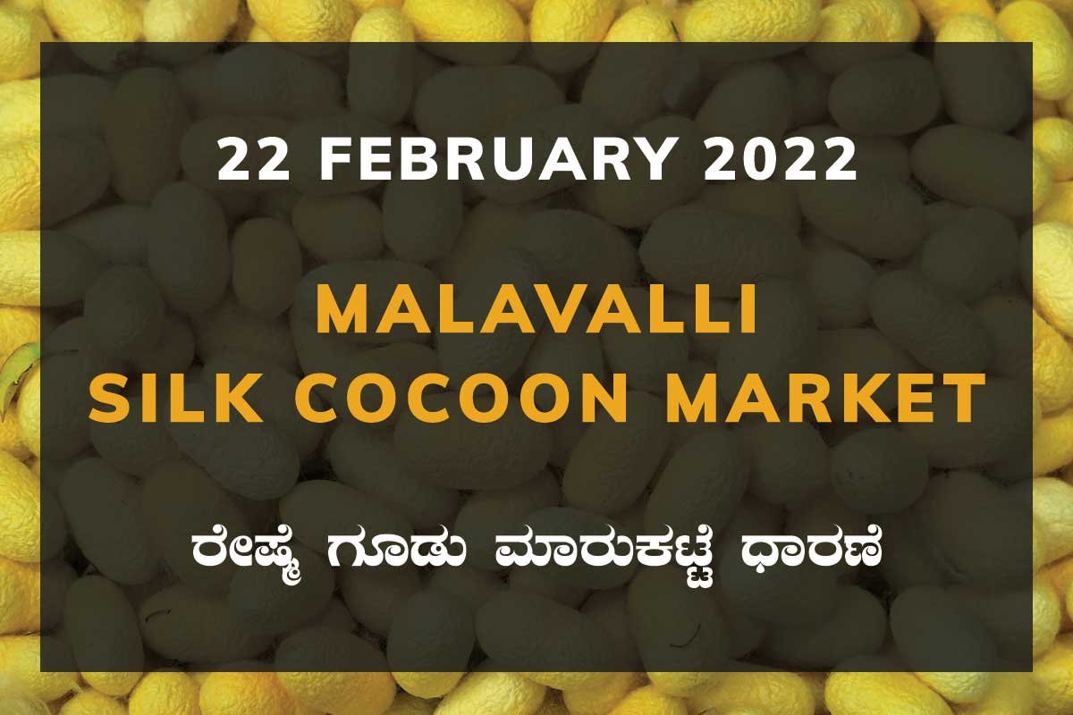 Malavalli Silk Cocoon Market Price Rate