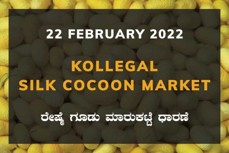 Kollegal Silk Cocoon Market Price Rate