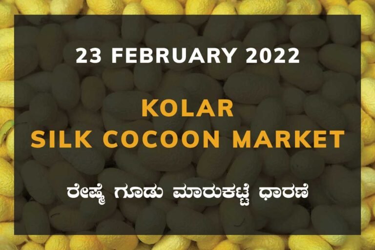 Kolar Silk Cocoon Market Price Rate