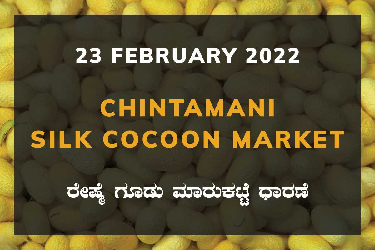 Chintamani Silk Cocoon Market Price Rate