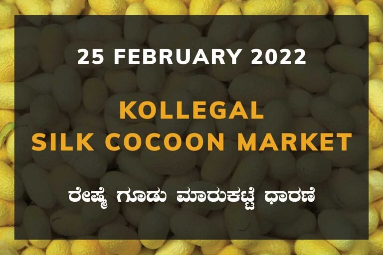 Kollegal Silk Cocoon Market Price Rate