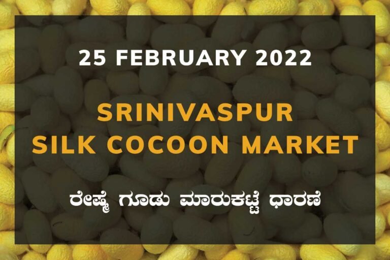 Srinivaspur Silk Cocoon Market Price Rate