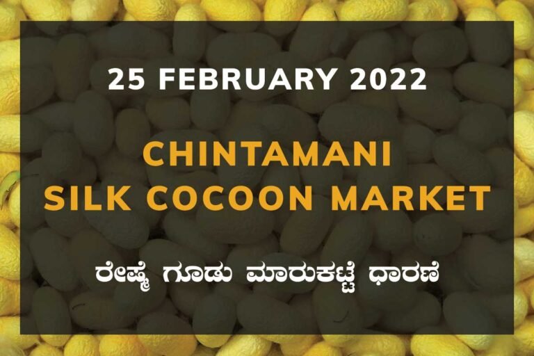 Chintamani Silk Cocoon Market Price Rate