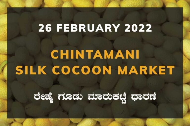 Chintamani Silk Cocoon Market Price Rate