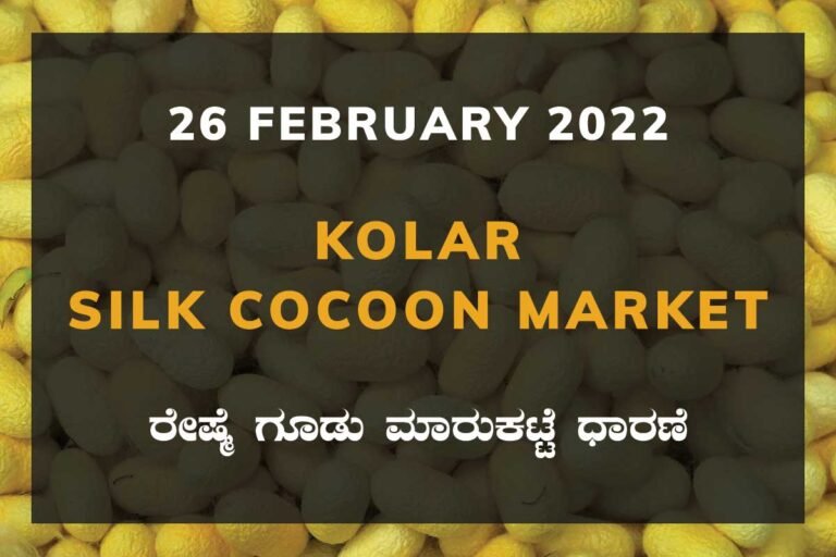 Kolar Silk Cocoon Market Price Rate