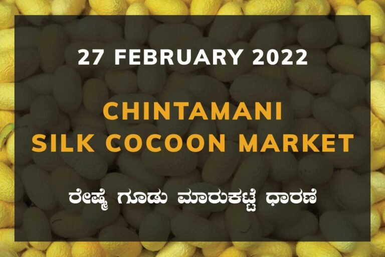 Chintamani Silk Cocoon Market Price Rate