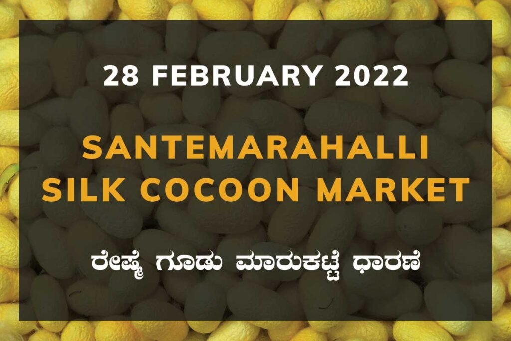Santemarahalli SM Halli Silk Cocoon Market Price Rate