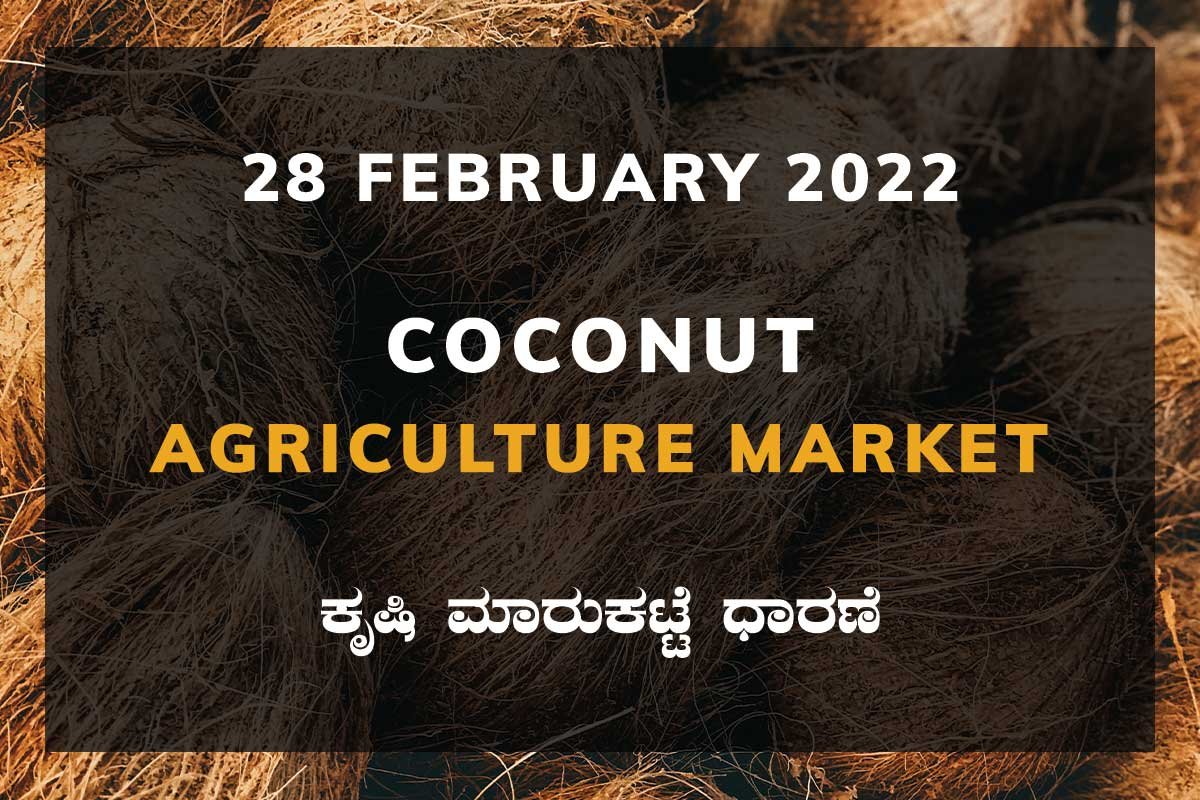 Coconut ತೆಂಗಿನಕಾಯಿ ದರ Price: Karnataka Agriculture Market