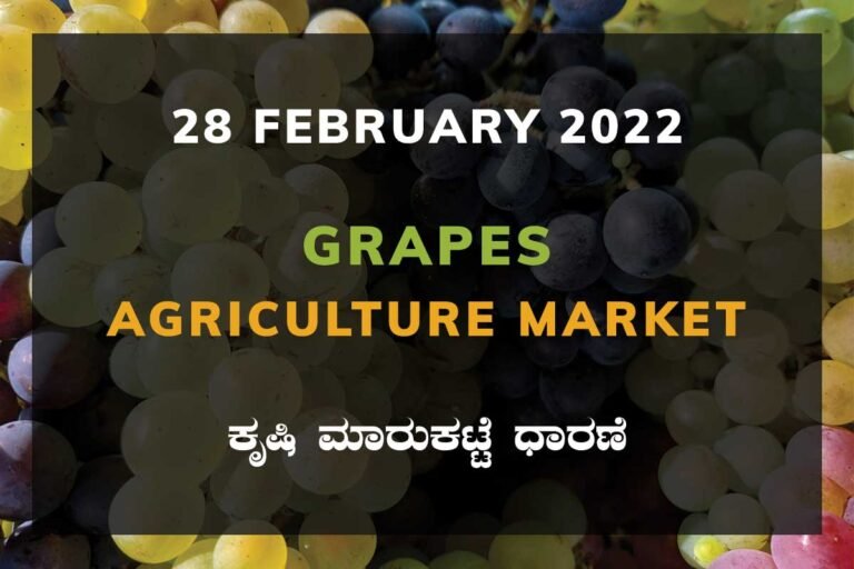 Grapes ದ್ರಾಕ್ಷಿ ದರ Price: Karnataka Agriculture Market