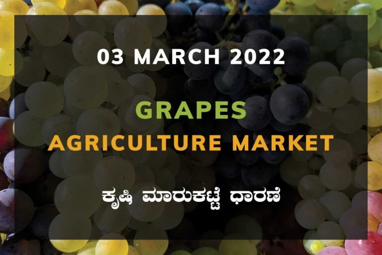 Grapes ದ್ರಾಕ್ಷಿ ದರ Price Karnataka Agriculture Market