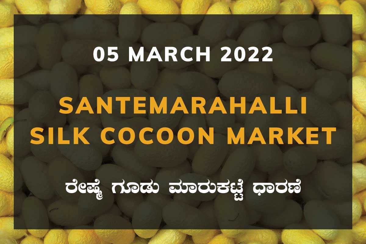Santemarahalli SM Halli Silk Cocoon Market Price Rate