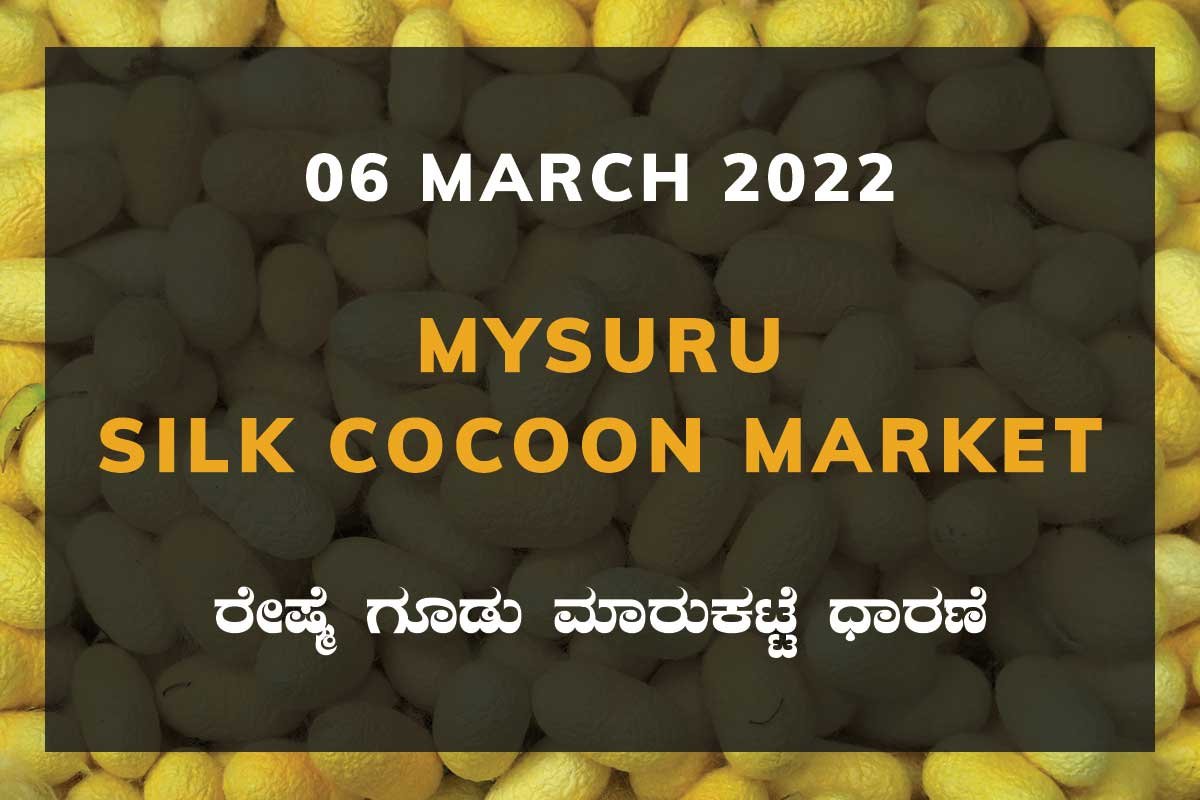 Mysuru Silk Cocoon Market Price Rate