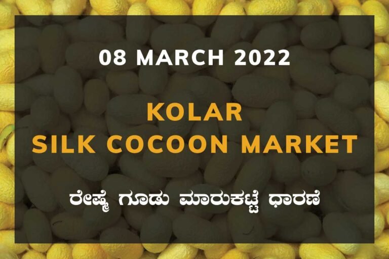 Kolar Silk Cocoon Market Price Rate ಕೋಲಾರ ರೇಷ್ಮೆ ಗೂಡು ಮಾರುಕಟ್ಟೆ ಧಾರಣೆ