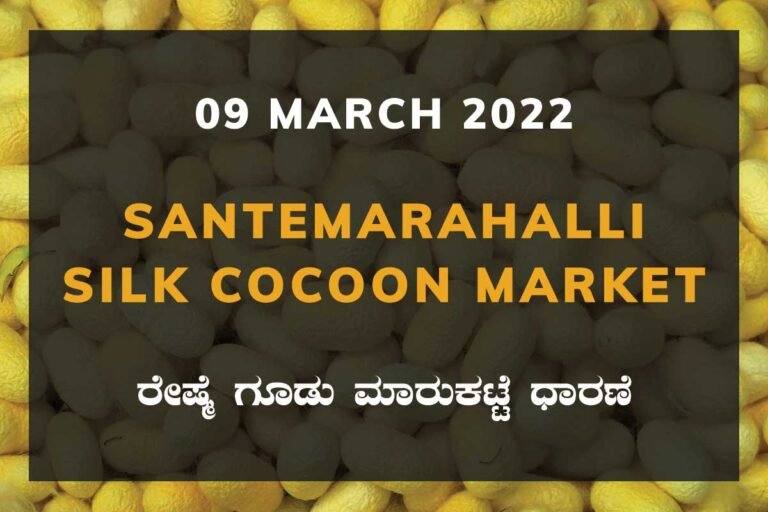 Santemarahalli SM Halli Silk Cocoon Market Price Rate ಸಂತೇಮರಹಳ್ಳಿ ರೇಷ್ಮೆ ಗೂಡು ಮಾರುಕಟ್ಟೆ ಧಾರಣೆ
