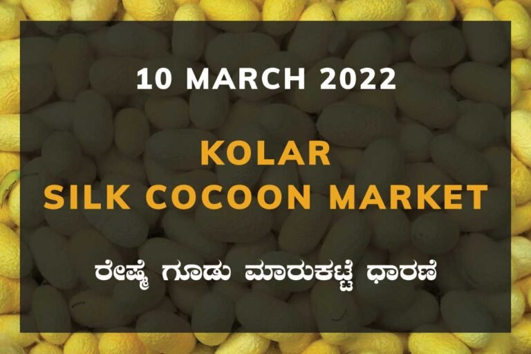 Kolar Silk Cocoon Market Price Rate ಕೋಲಾರ ರೇಷ್ಮೆ ಗೂಡು ಮಾರುಕಟ್ಟೆ ಧಾರಣೆ