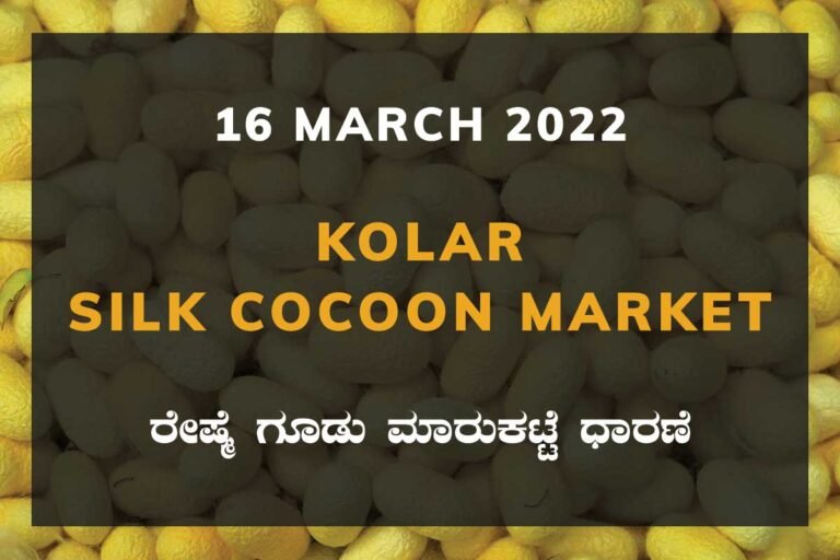 Kolar Silk Cocoon Market Price Rate ಕೋಲಾರ ರೇಷ್ಮೆ ಗೂಡು ಮಾರುಕಟ್ಟೆ ಧಾರಣೆ